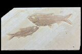 Pair Of Knightia Fossil Fish - Wyoming #79838-1